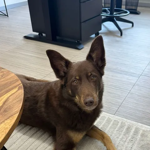 Chilli, Bürohund bei MELTIQ