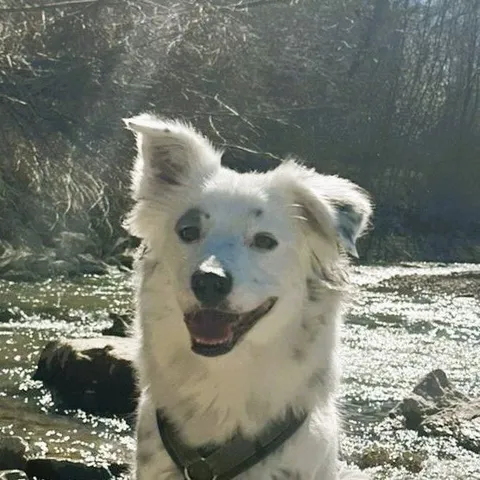 Yuki, Bürohund bei MELTIQ